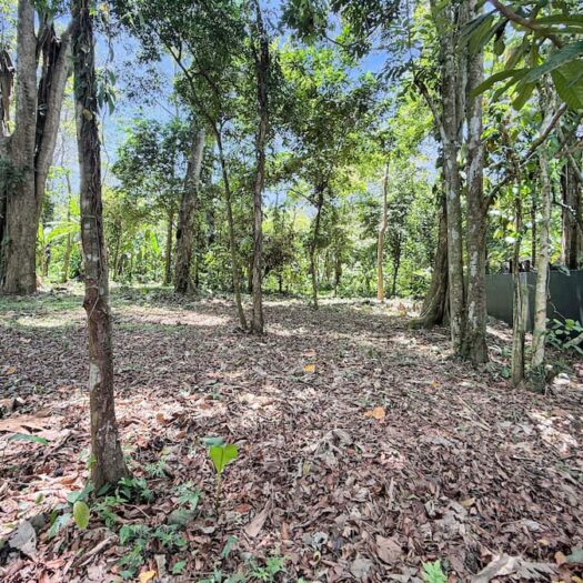 Land for sale – Tierra Calma