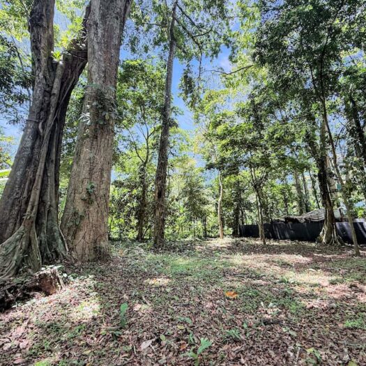 Land for sale – Tierra Calma