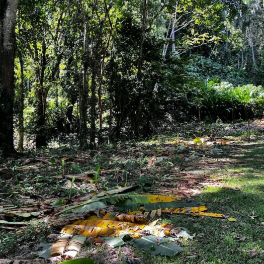 Cahuita Verde Tierra: Prime 2,000 m² Land in a Perfect Location