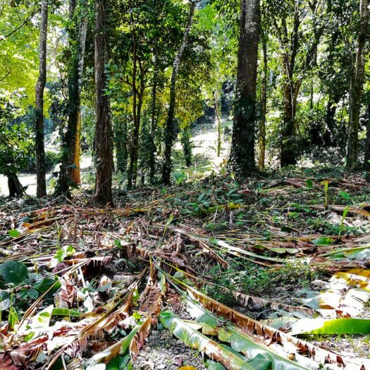 Cahuita Verde Tierra: Prime 2,000 m² Land in a Perfect Location